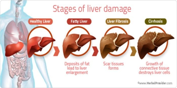 liver