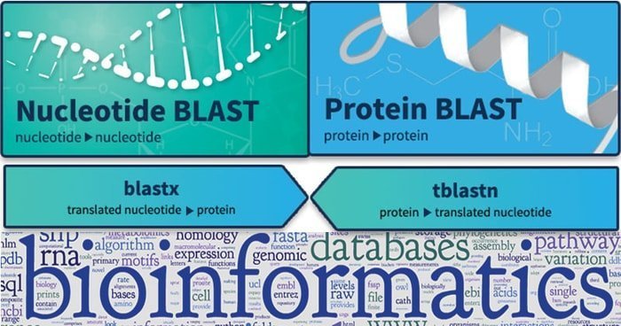 blast bioinformatics tool