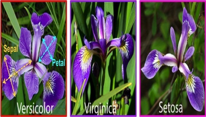 irish flower classification