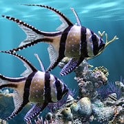 The real aquarium - Live Wallpaper for android