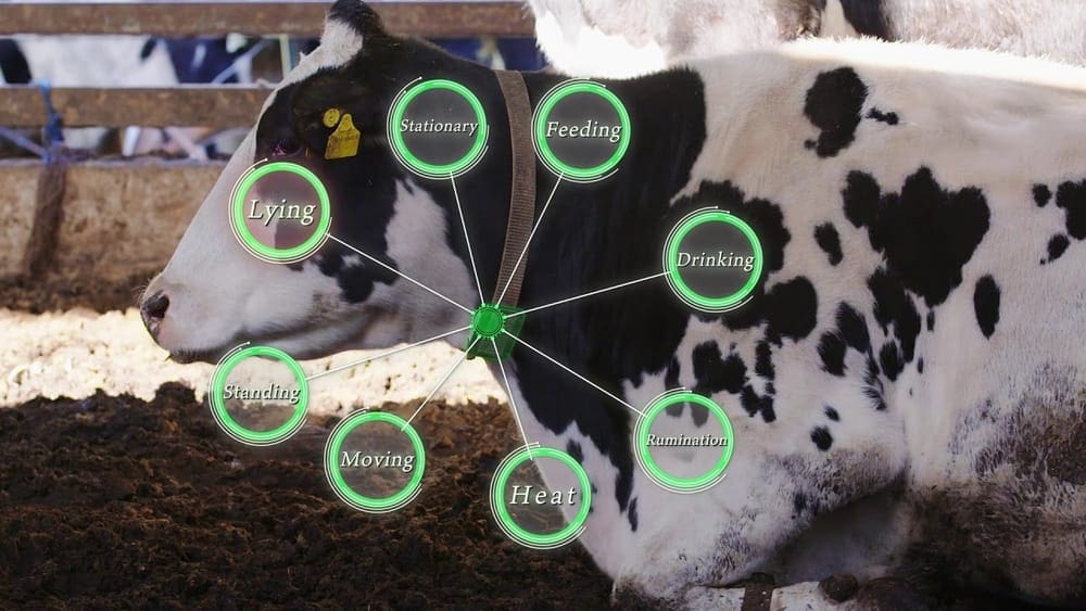 IoT in smart cattle management