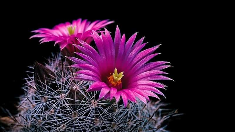 cactus_flowers