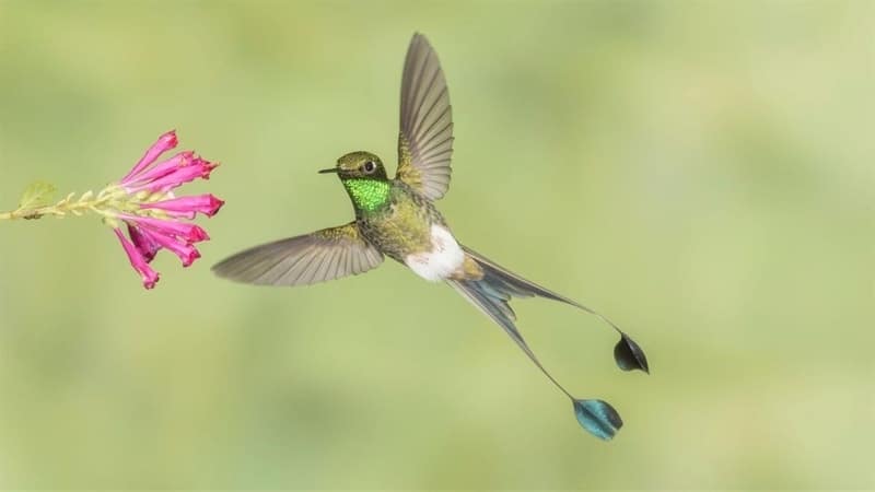 national_geographic_hummingbirds - Windows wallpaper themes