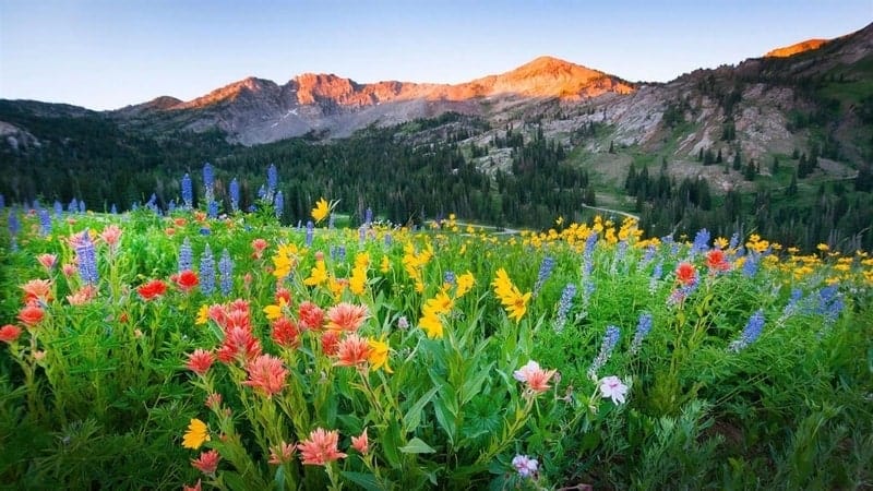 wildflowers_premium - Windows wallpaper themes